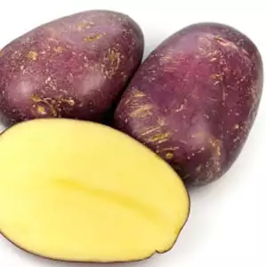 Seed Potato Varieties Potato Royal Blue 2012 - Garden Express Australia